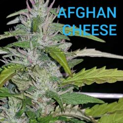 Afghan cheese