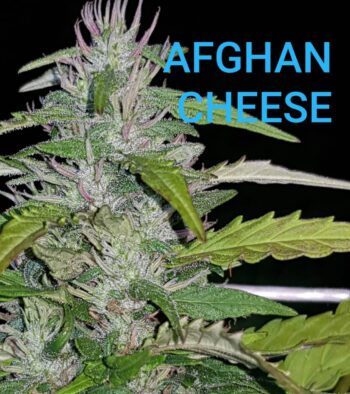 Afghan cheese