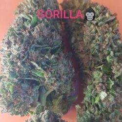 Gorilla