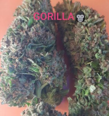 Gorilla