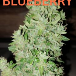 Blueberry