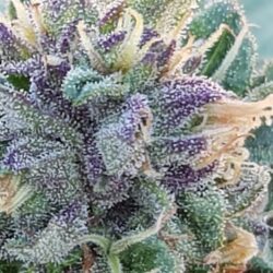 Gelato CBD