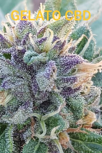 Gelato CBD