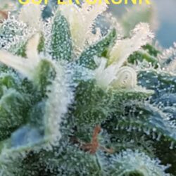 Super Skunk