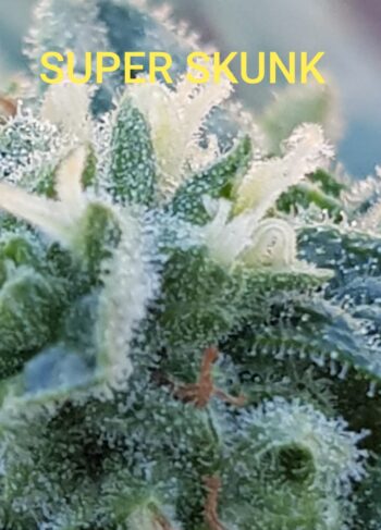 Super Skunk