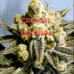 Critical