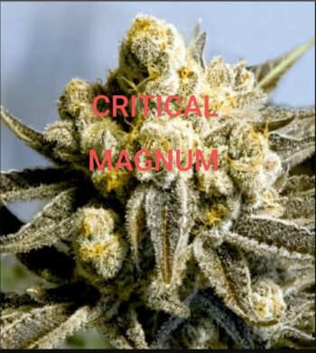 Critical