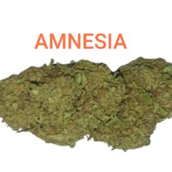 Amnesia