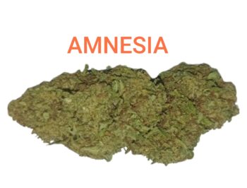 Amnesia