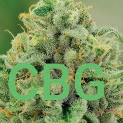 CBG