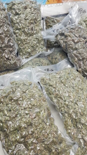 SUPER OFFERTA Amnesia/Critical 5KG - immagine 2