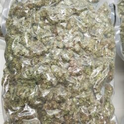 SUPER OFFERTA Amnesia/Critical 5KG