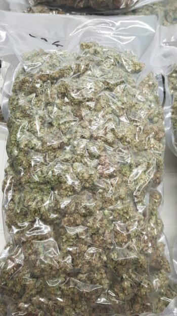 SUPER OFFERTA Amnesia/Critical 5KG