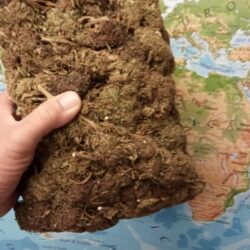 Melon Bud