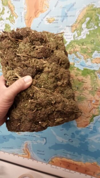Melon Bud