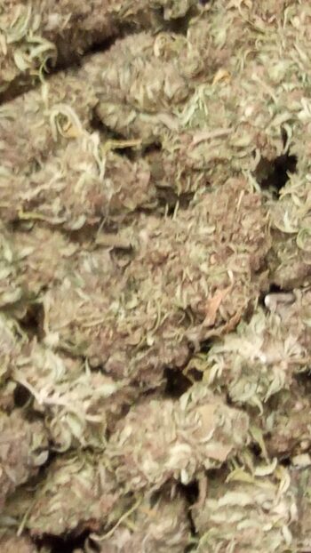 Melon Bud - immagine 4