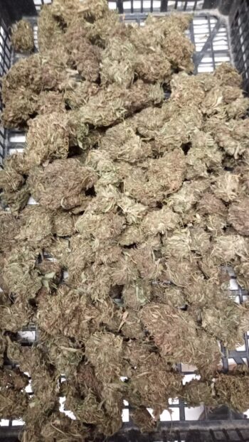 Melon Bud - immagine 3